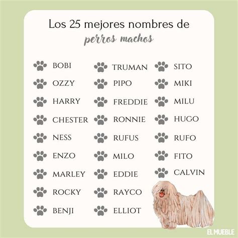 Nombres Tiernos Para Beb S Y Mascotas