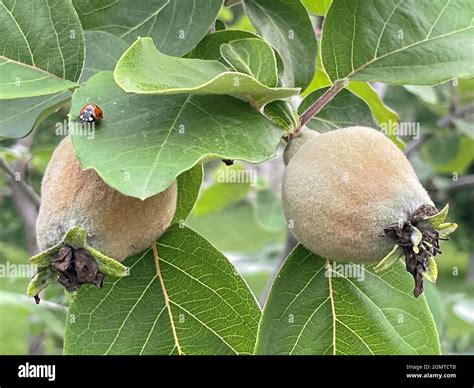 quince tree in nature with green leaves and fruits Stock Photo - Alamy