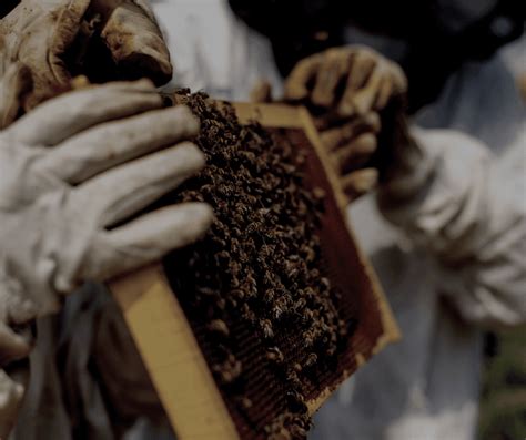 The Benefits Of Beekeeping At Night Find Out Here