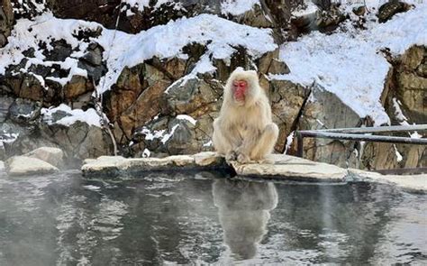 Japan’s snow monkeys are just as photogenic in the off-season | Stars ...