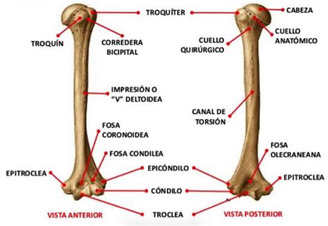 Hueso H Mero Definici N Anatom A Funci N Y M S