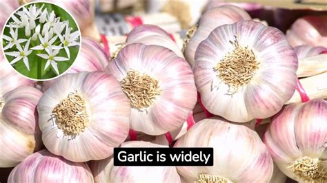 Top 10 Health Benefits Of Garlic Video Dailymotion