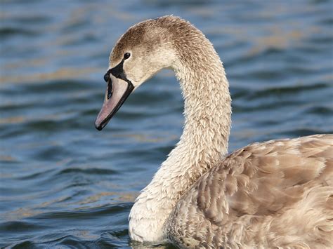 H Ckerschwan Cygnus Olor Fungaundfauna