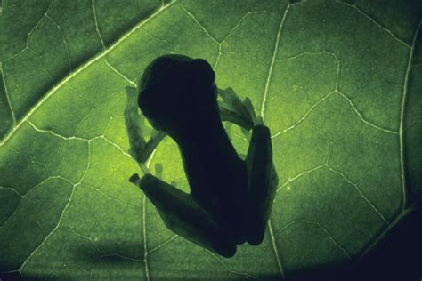 10 Incredible Glass Frog Facts