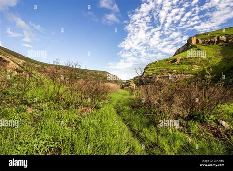 A small overgrown Hiking trail in the Drakensberg Mountains of the Golden Gate National Park ...