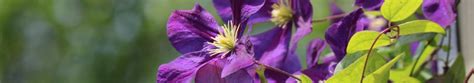 Bosrank Clematis Viticella Kopen Bij Tuinplantenwinkelnl