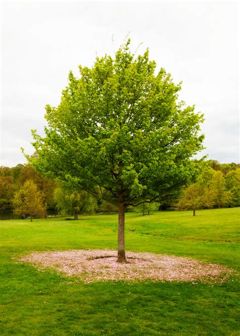 A Green Tree with Cherry Blossom Petals (2010) - www.hanaeutamura.com