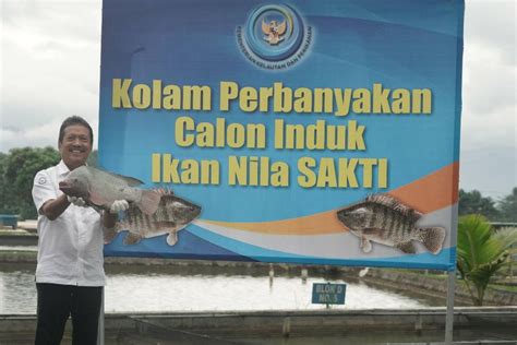 KKP Meningkatkan Produksi Ikan Nila ANTARA News