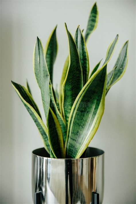 Planta Decorativa Sansevieria Trifasciata En Una Maceta Espejo En Hojas