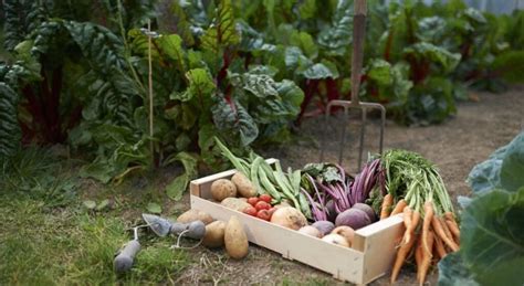 Les L Gumes Planter Dans Son Potager