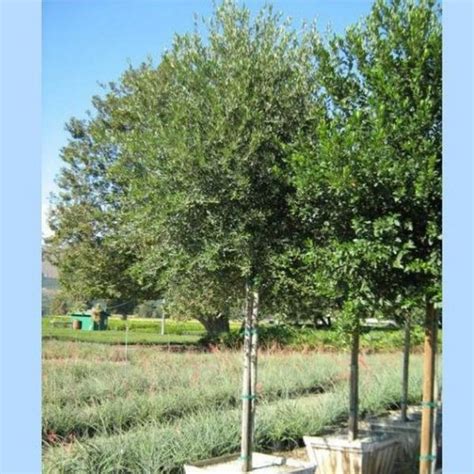 Southern Live Oak Tree | Star Nursery Garden and Rock Centers