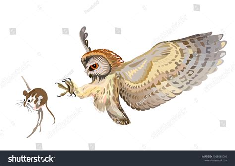 Owl Hunting Mouse Gambar Foto Stok Vektor Shutterstock