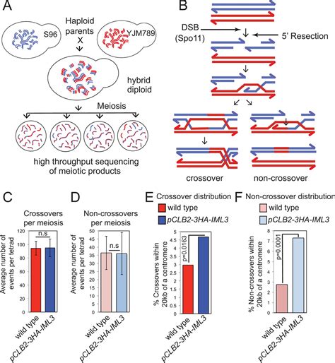 The Kinetochore Prevents Centromere Proximal Crossover Recombination