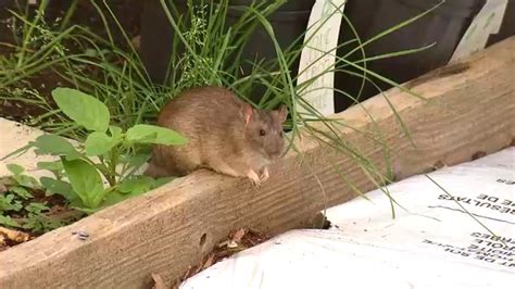 Rattiest City Chicago Is Countrys Most Rat Infested Following By Los Angeles And Nyc