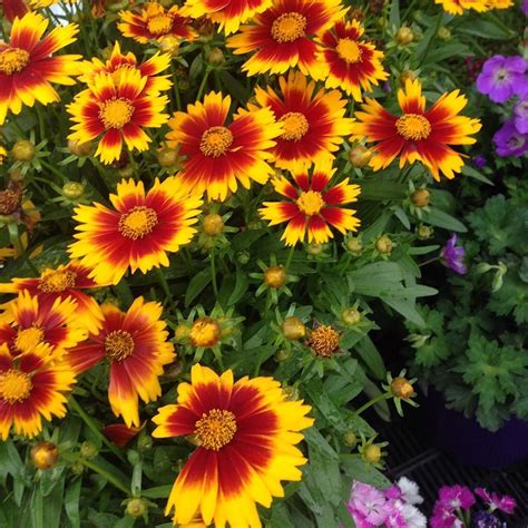 Coreopsis Uptick™ Gold And Bronze White Flower Farm