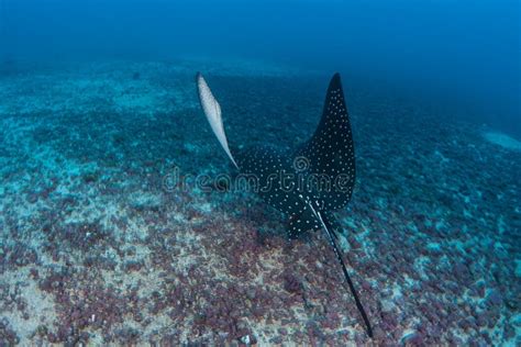 Swimming Spotted Eagle Ray Stock Photo Image Of Deep 99457374