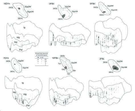 Two Dimensional Unfolded Maps Of The Insular Cortex Show The Density