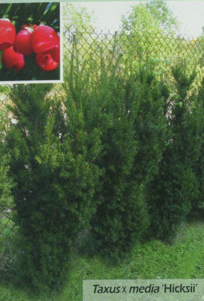 Тис средний / Тис / Хвойные / Энциклопедия растений / FloraPedia.ru ...