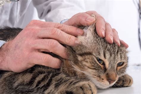 Surgery For Cats With An Ear Hematoma Laguna Beach Vets