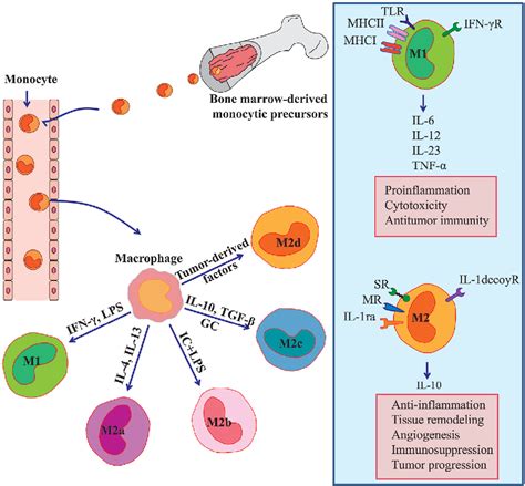 Figure 1 from Tumor-Associated Macrophages as Major Players in the ...