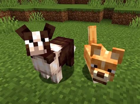 Mod dog