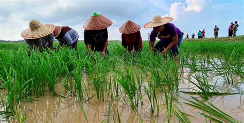 Kaedah Penanaman Padi Di Sekinchan Diperluas Ke Kawasan Lain Mci