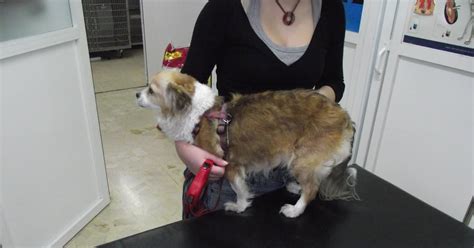 Casos Clínicos De Veterinaria En Pequeños Animales Piometra Canina