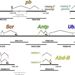 Genomic Organization Of Parhyale Hox Genes The Nine Parhyale Hox