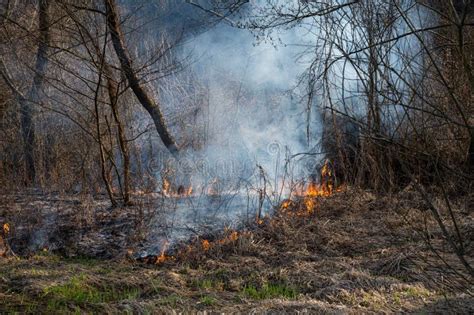 Bosque Quemando Fuego En El Humo Y Las Llamas Imagen De Archivo