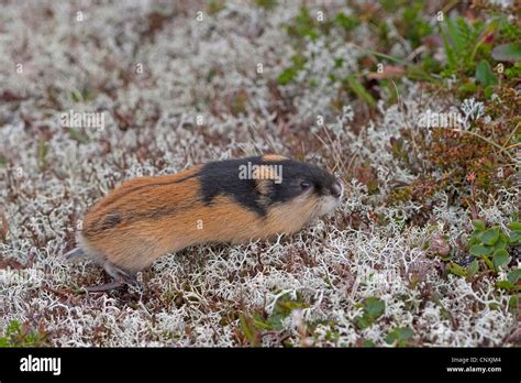 Norway Lemming Lemmus Lemmus Running Over Lichens Norway Stock