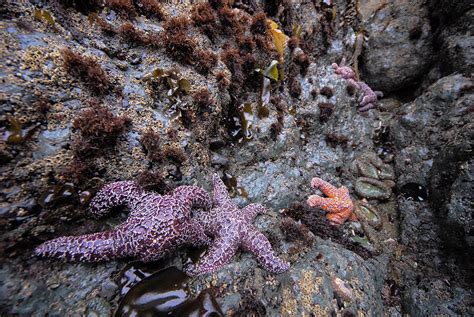 Rocky Intertidal Monitoring In The San Francisco Bay Area U S