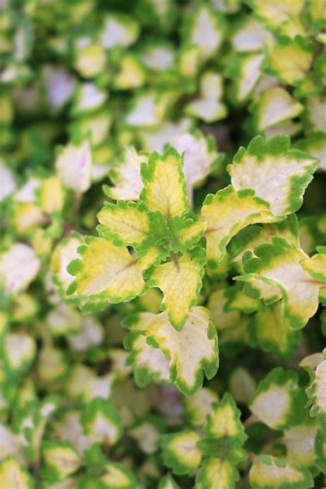 Coleus Scutellarioides Great Falls Yosemite Lucas Greenhouses