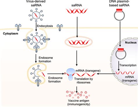 Frontiers Influenza Viruses Innate Immunity And Mrna Vaccines