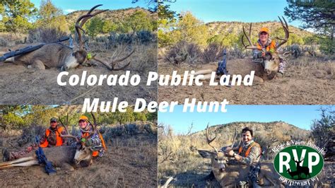 Two Colorado Public Land Mule Deer Hunts Youtube