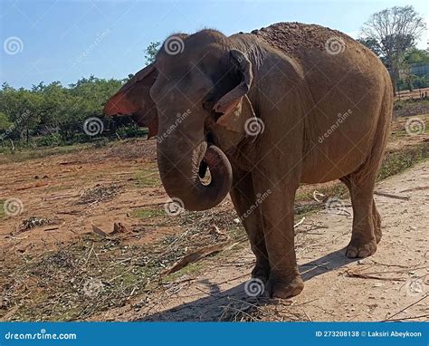 Sri Lankan Elephant In Ridiyagama Safari Parking Stock Photo Image Of