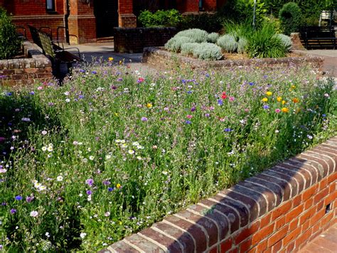 Mini Wildflower Meadow Lyndhurst © Val Pollard Cc By Sa20 Geograph