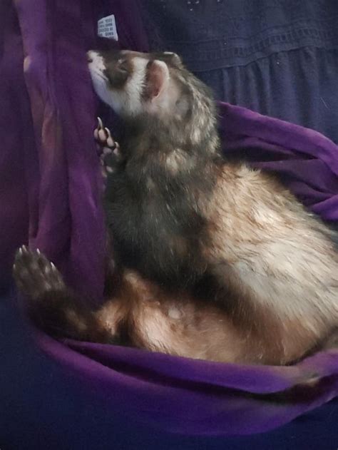 Sleeping on the job : r/ferrets