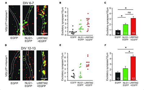 Induction Of Excitatory Synapses By Neuroligin1 And LRRTM2 At