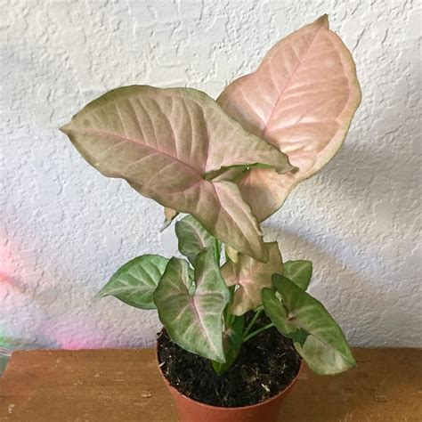 Pink Syngonium Podophyllum Arrowhead Vine Large 4 Etsy