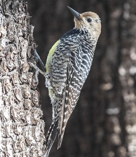 End of the World Birding – Madera Canyon and More – Southeast Arizona ...