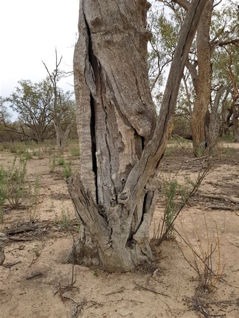 Scar Trees Burnt