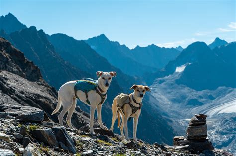 Anmeldung für Kurse und Touren mit den Mountaindogs Mountain Dogs