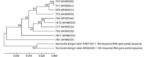 The Phylogenetic Tree Constructed By Mega X With The S Rrna