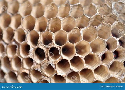 Hornet nest stock photo. Image of animal, outdoor, patterns - 27137600