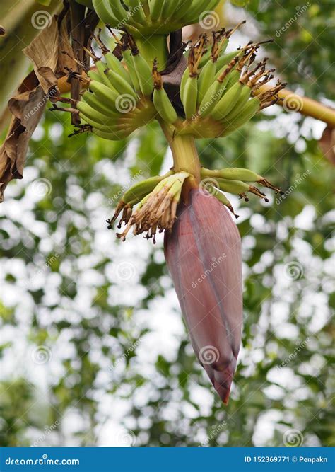 Banana Blossom Flower Bud End Of A Flowering Banana Stalk Used As A