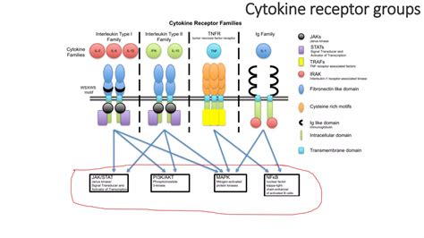 Cytokines And Periodontal Disease Ppt