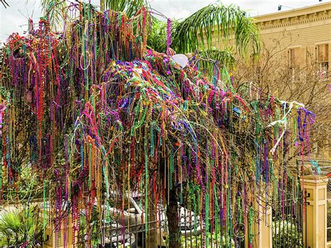 NOLA Tulane S Mardi Gras Bead Tree Photograph By Barbara Cooper Pixels