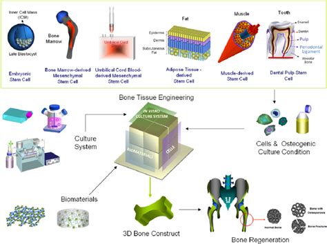 Cell And Tissue Engineering