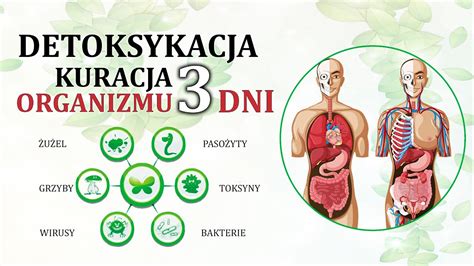 Detoksykacja Organizmu Oczyszczanie Jelit W Troby Paso Yty Detoks