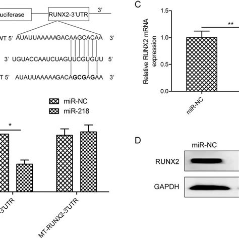 Mir Targets Runx In Ovarian Cancer Cells A The Mir Binding